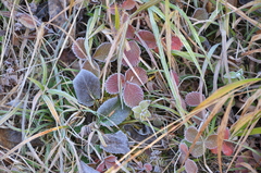 Fragaria nilgerrensis