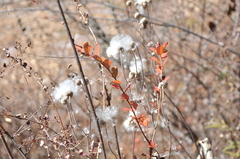 Eriocapitella vitifolia