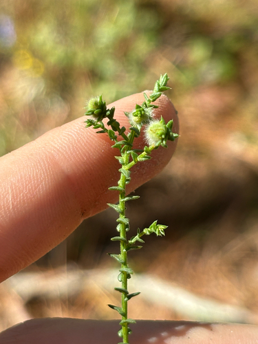 Image of Symphyotrichum walteri by no rights reserved