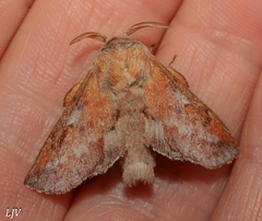 Phyllodesma americana