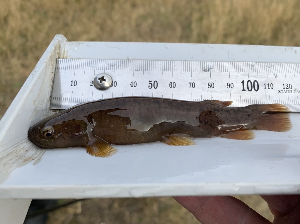 Dusky Galaxias