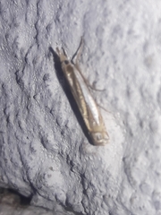Crambus praefectellus