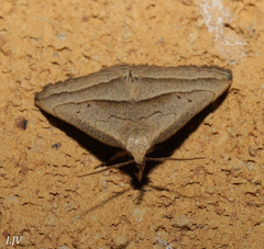 Macrochilo absorptalis