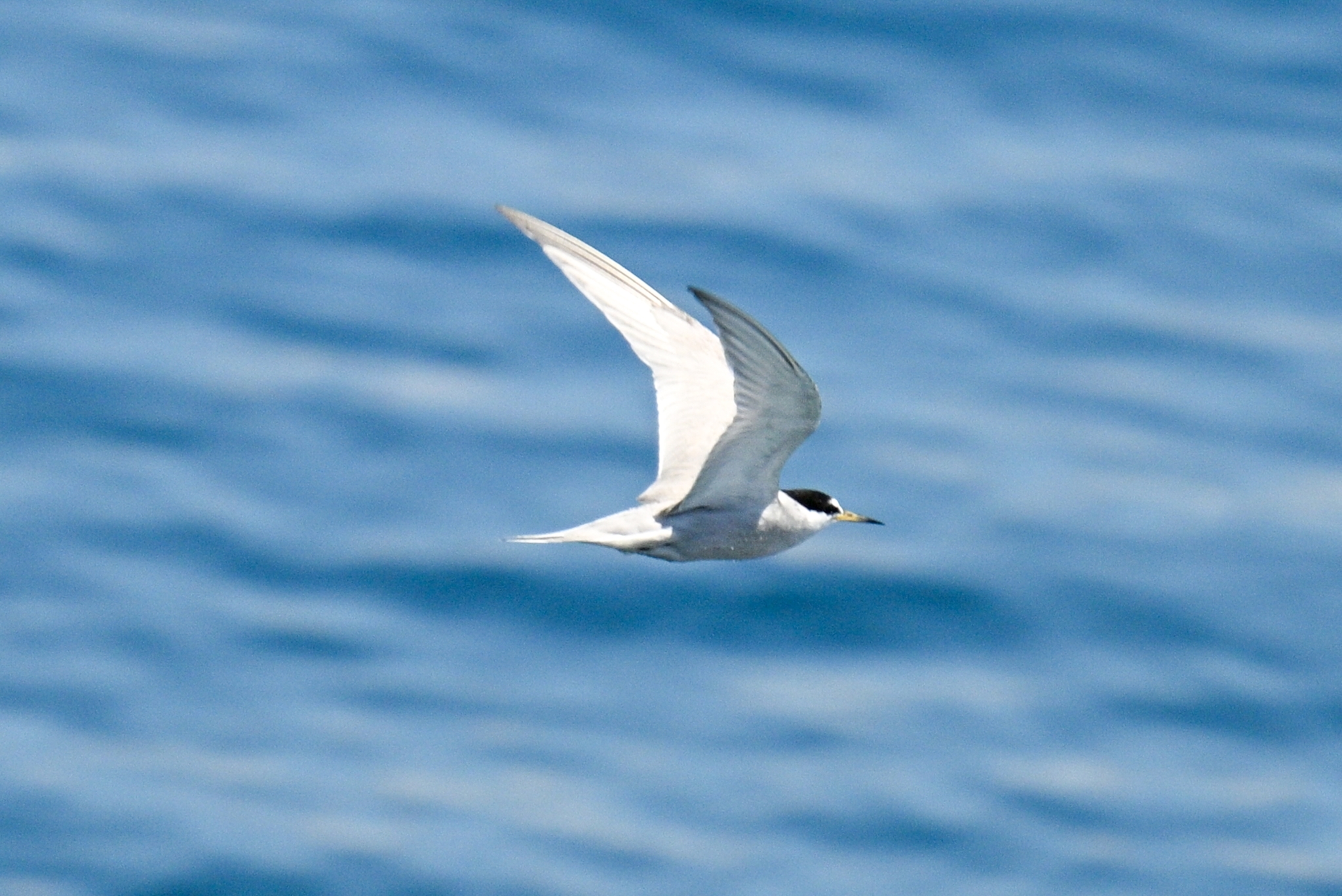 Peruvian Tern (Sternula lorata), photo 3