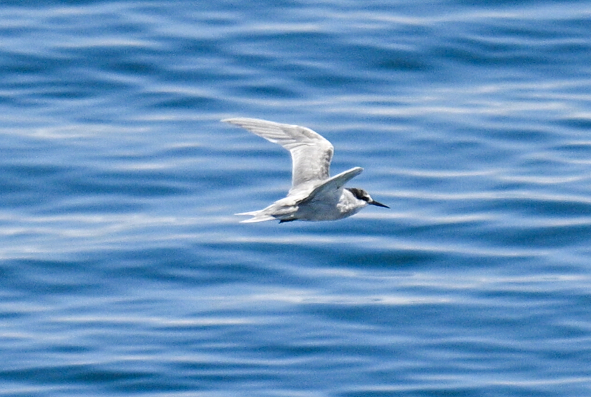 Peruvian Tern (Sternula lorata), photo 2
