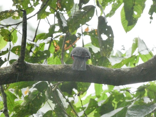 Choco Trogon (Trogon comptus), photo 9
