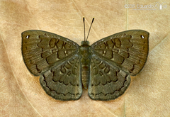 Voltinia totonaca