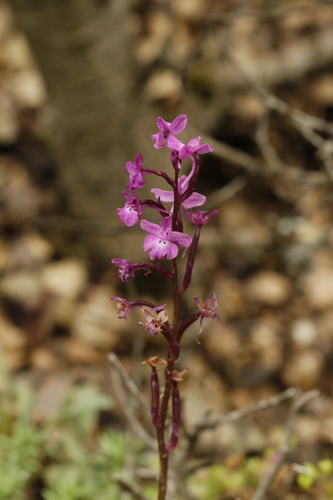 Image of Orchis quadripunctata by (c) juliusp, some rights reserved (CC BY)