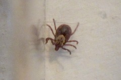 Dermacentor variabilis