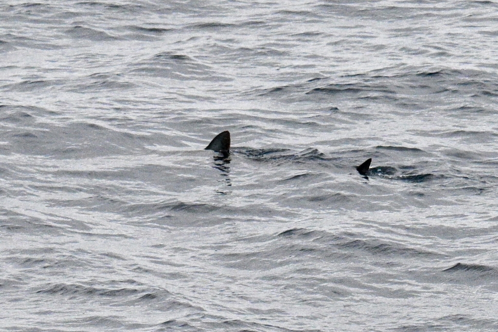 Two dark dorsal fins of porbeagle sharks cutting the sea surface