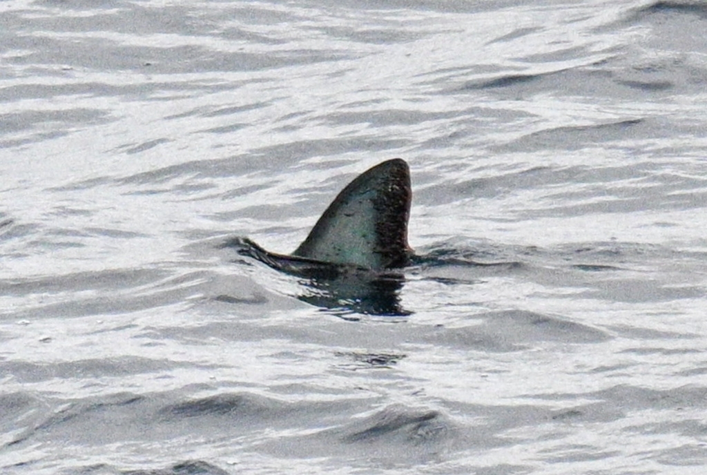 Close view of a porbeagle dorsal fin breaking the surface of the sea