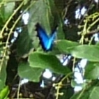 Papilio ulysses