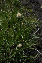 Calliscirpus brachythrix