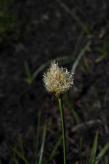 Calliscirpus brachythrix