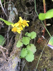 Packera bolanderi bolanderi