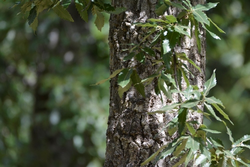 Algerian Oak (Quercus afares)