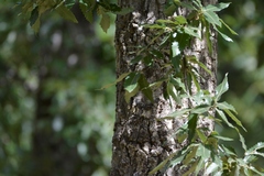 Algerian Oak (Quercus afares)
