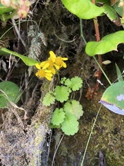 Packera bolanderi bolanderi