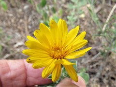 Heterotheca mucronata
