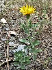 Heterotheca mucronata