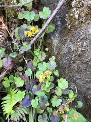 Packera bolanderi bolanderi