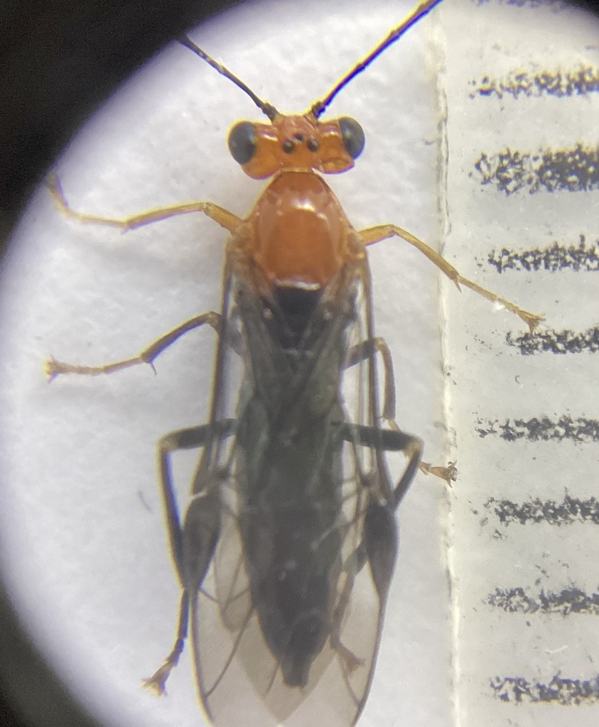 Phylacteophaga eucalypti