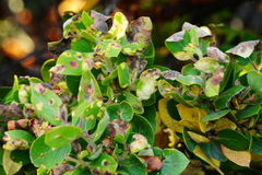 Arctostaphylos crustacea