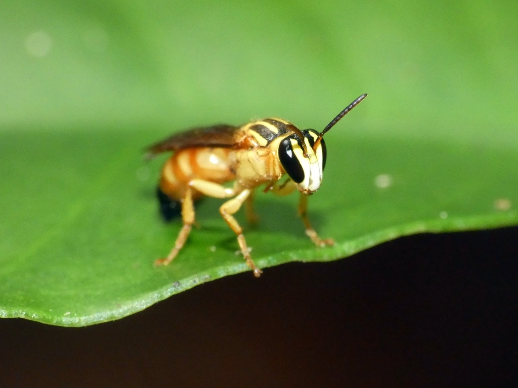 Palaeorhiza melanura