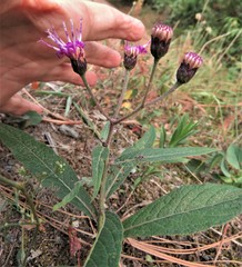 Vernonia greggii