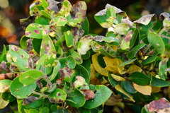 Arctostaphylos crustacea