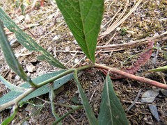 Vernonia greggii