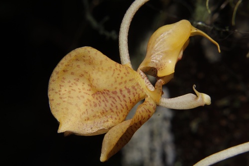 Apricot Gongora