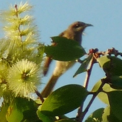 Gavicalis versicolor