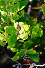 Arctostaphylos crustacea