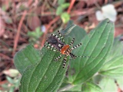 Pselliopus zebra