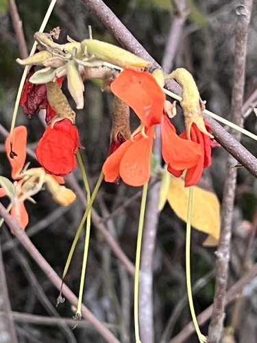 Helicteres brevispira, photograph 2