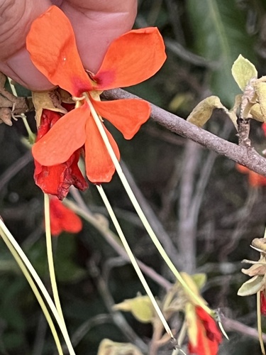 Helicteres brevispira, photograph 4