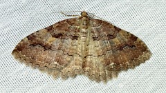 Triphosa