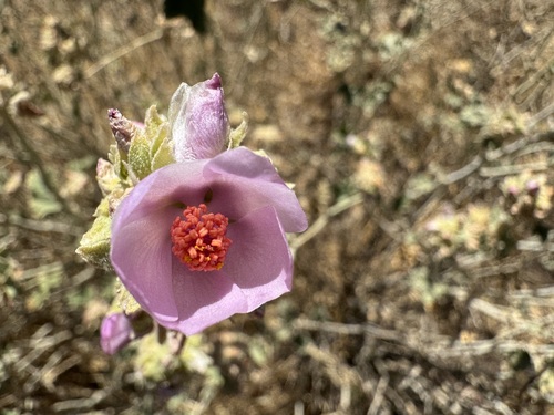 enigmatic bushmallow (Malacothamnus enigmaticus)