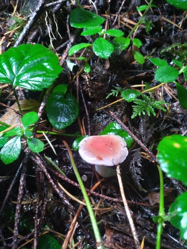 Owingsia PNW01 graham.jpg