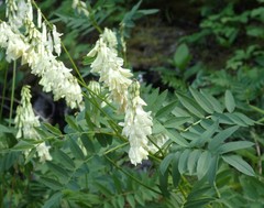 Hedysarum sulphurescens
