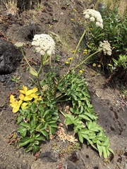Angelica hendersonii