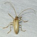 Yellow Douglas Fir Borer - Photo (c) catchang, some rights reserved (CC BY-NC), uploaded by catchang