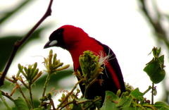 Ramphocelus nigrogularis