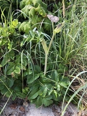 Angelica hendersonii
