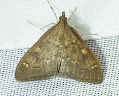 Ostrinia