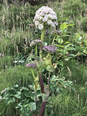 Angelica hendersonii