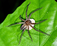 Heteropoda amphora