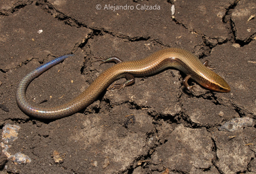 Tamaulipan Shortnose Skink