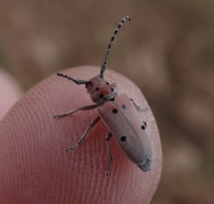 Tetraopes annulatus